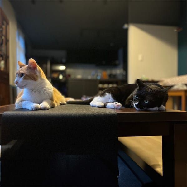 #344 仕事以外でもHTMLの知識は使えます（千貫りこさん）