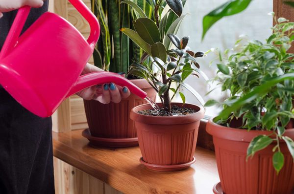 Top 5 tips for plant care through the winter