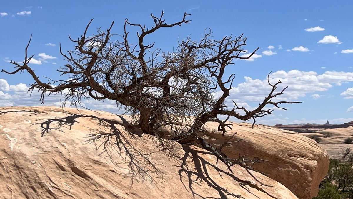 Canyonlands National Park: A First-Timer’s Guide to Utah’s High Desert Trails Post feature image