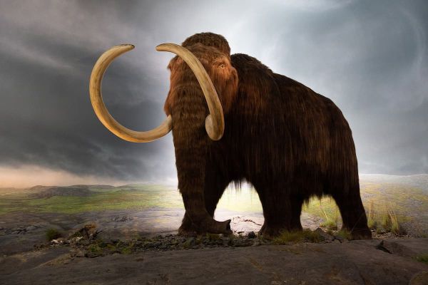 マンモスゲノムが最古のDNA配列の記録を打ち破る