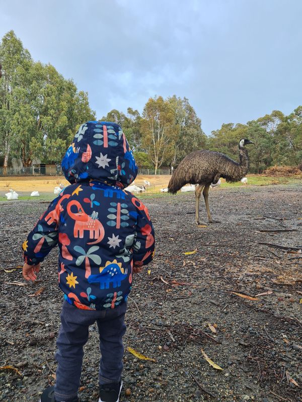 With emus and geese at Cohunu Wildlife Park. Source: Wild Nestlings. 