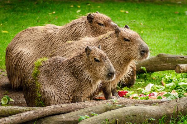 A Happy RSpec, Capybara and DatabaseCleaner Setup