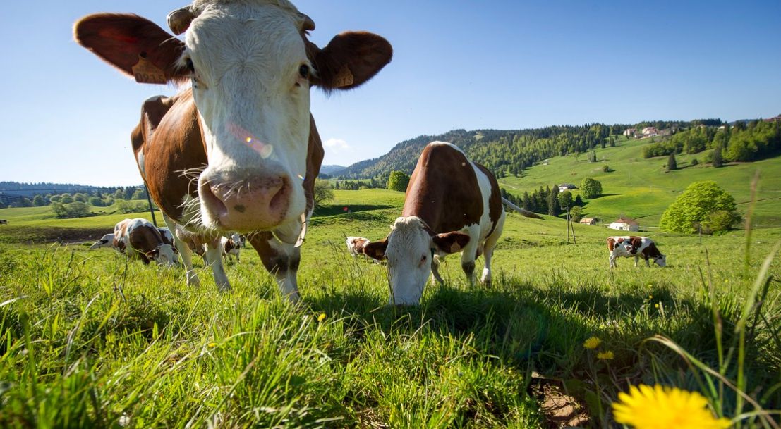 Vaste étendue d'herbe avec des vaches