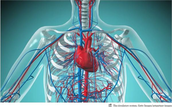 Aging and the Almighty Cardiovascular System