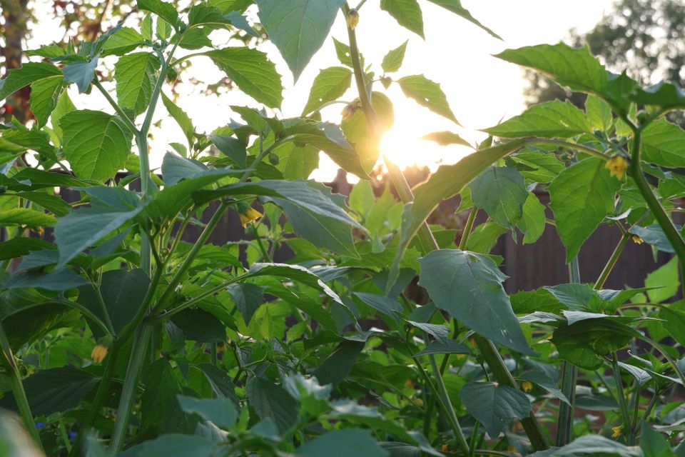 Garden Update - June 2025