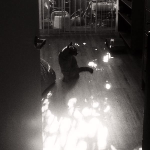 Theo the cat in the sunlight