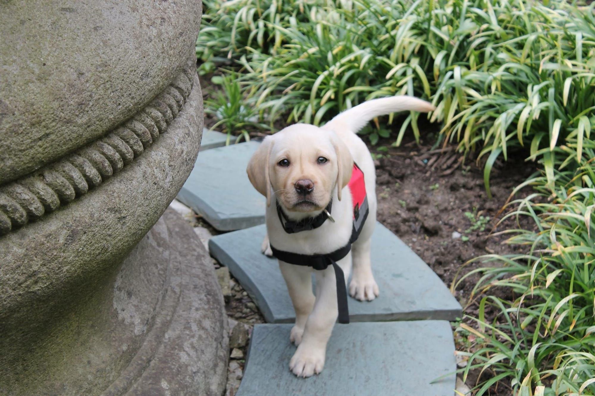 Working Dog Encyclopedia