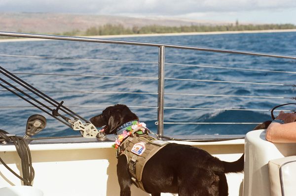 Working Dog Encyclopedia