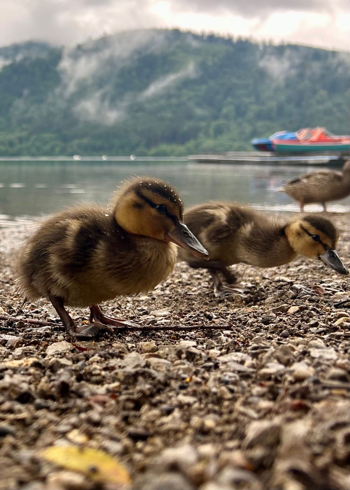 Ducks at the lake