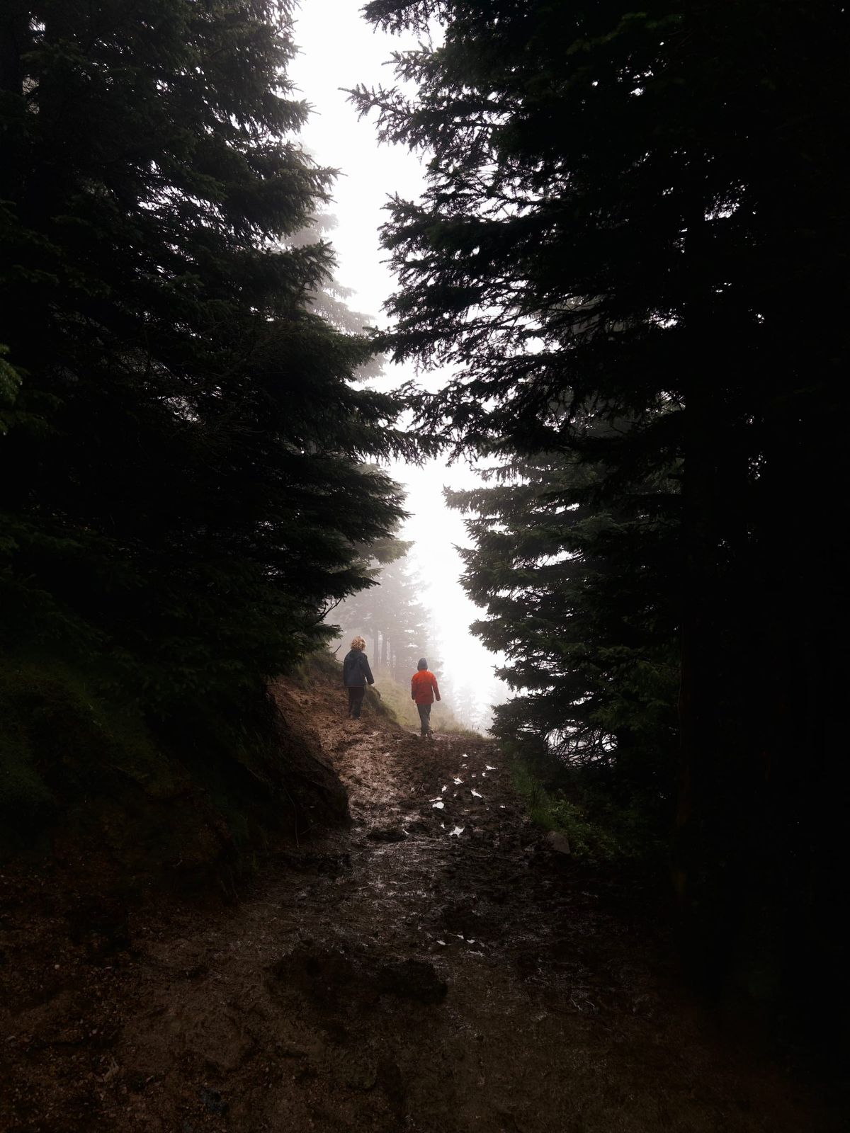 Lost in Fog