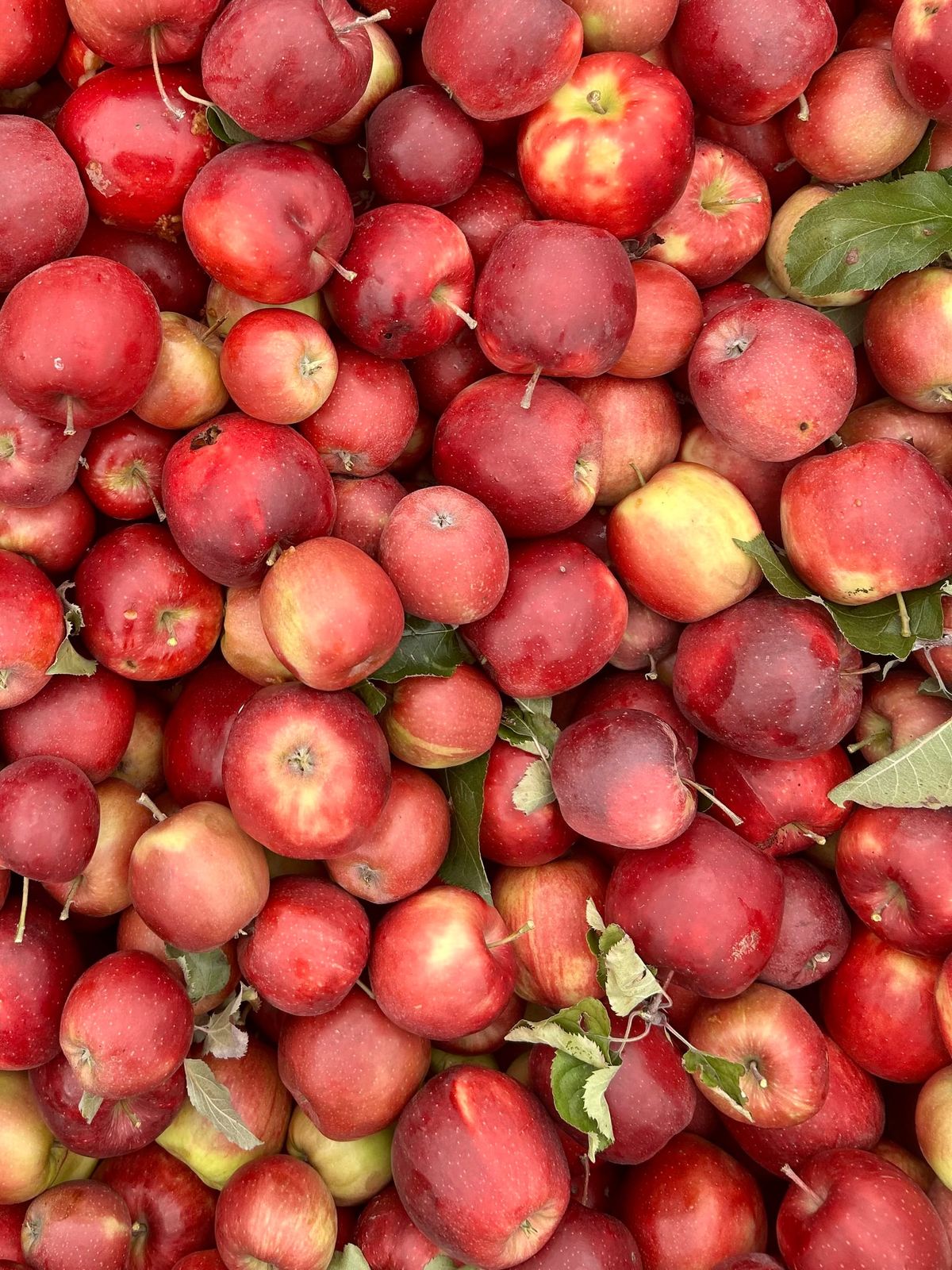 Apples