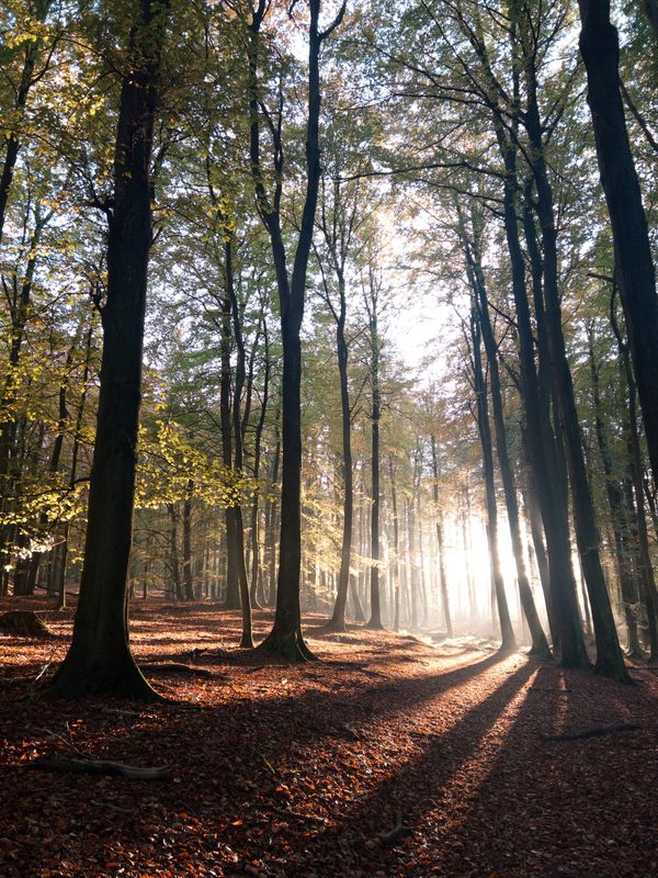 Autumn sun