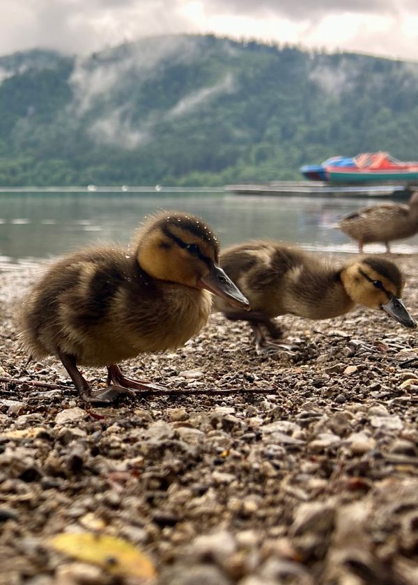 Ducks at the lake