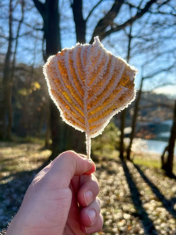Frozen Leaf
