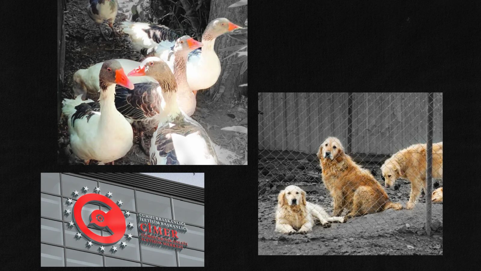 Biri bizi gözetliyor: Kazları, köpekleri, hepimizi...