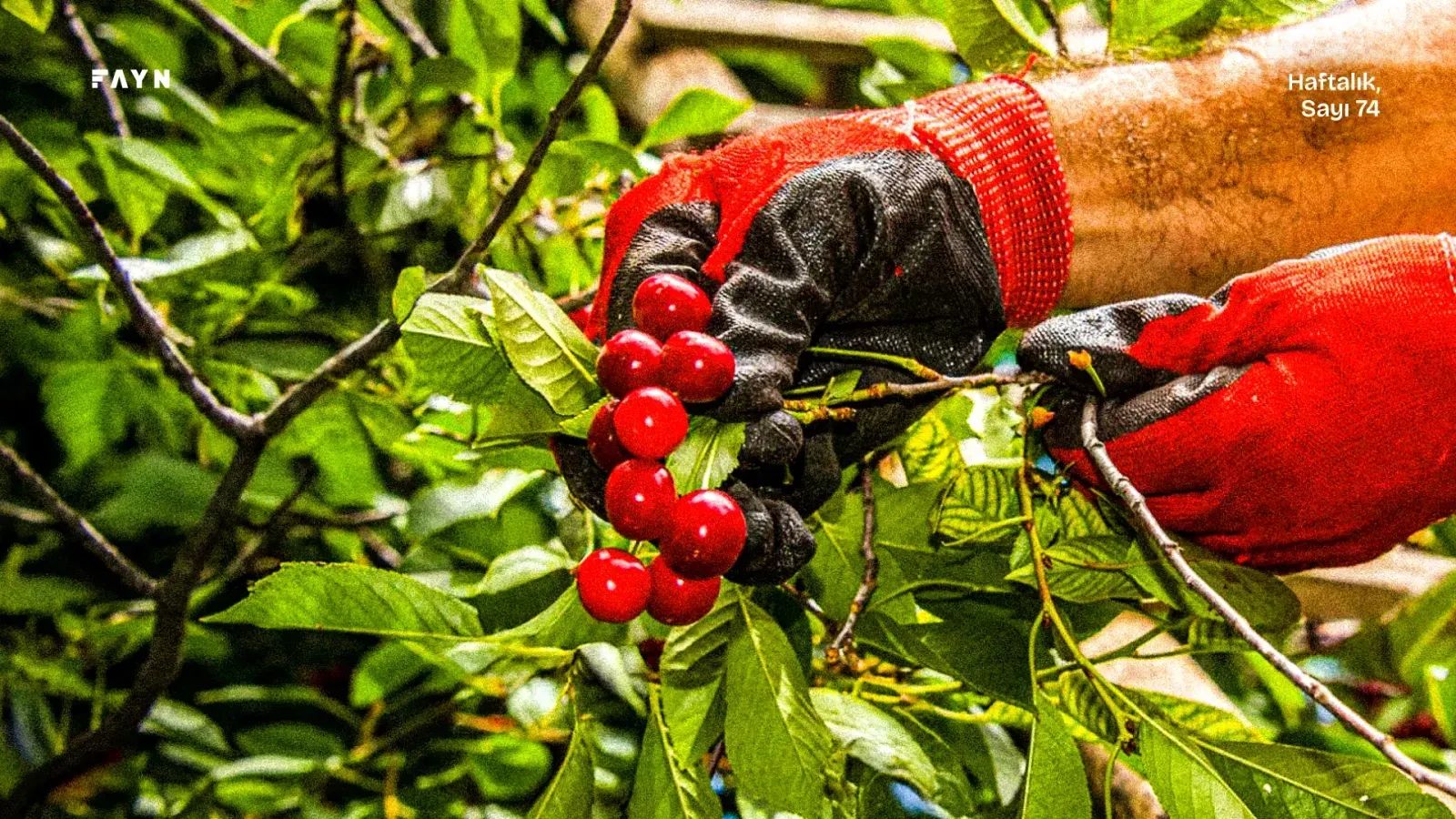 Nasıl geçti kirazsız?