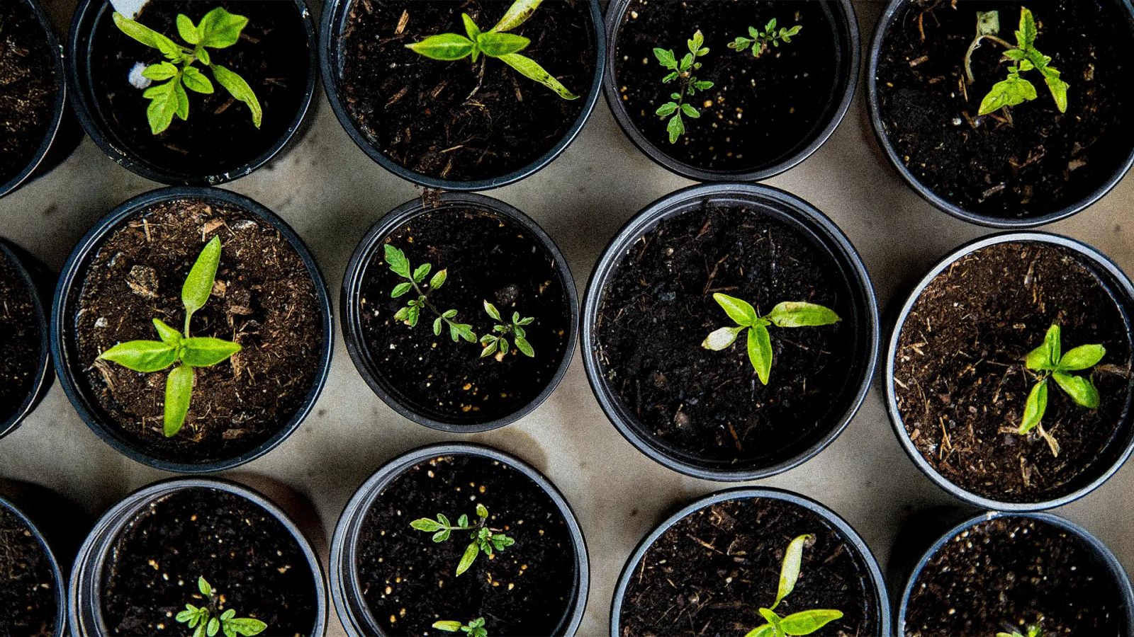 Dünyayı kompost kurtaracak