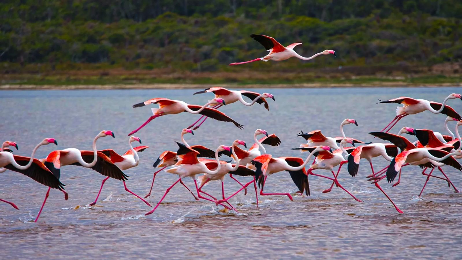 Kuşlar gittiğinde: Mega projelere feda edilen sulak alanlar