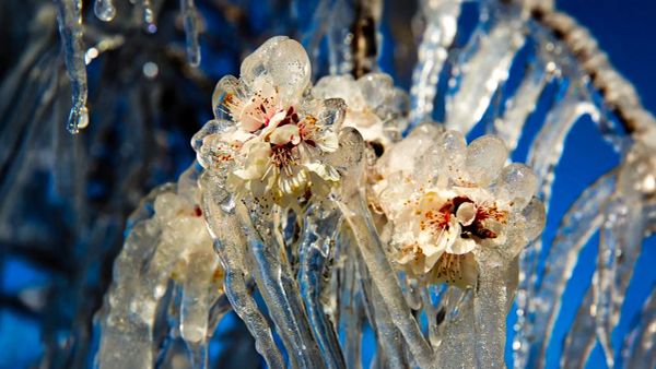 Bu yaz ne yiyeceğiz?