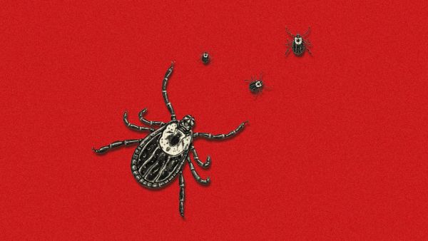 Kene yapıştı kaldı: Neden bu yaz daha dikkatli olmalı?