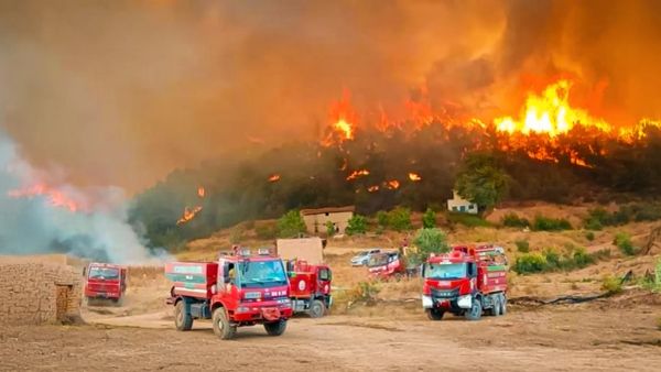 Yok edilen ormanları korumanın bedeli: 10 can