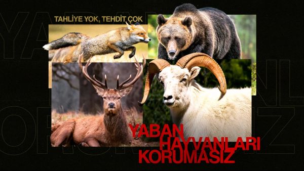 Tahliye yok, tehdit çok: Yaban hayvanları korumasız