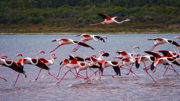 Kuşlar gittiğinde: Mega projelere feda edilen sulak alanlar