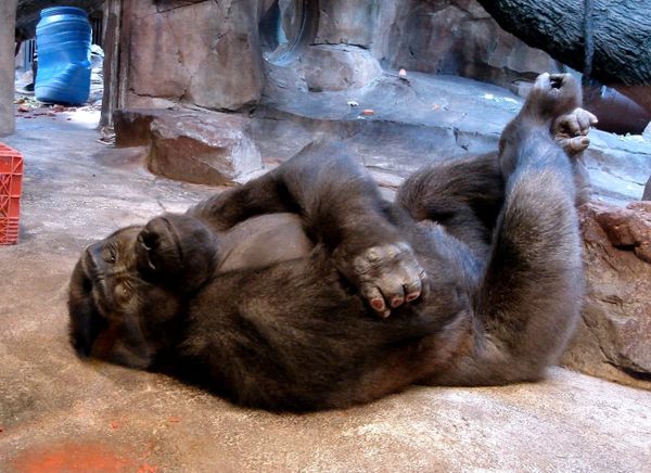 Gorilla lying on back with eyes closed and arms crossed.