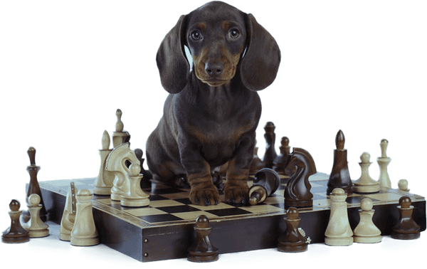 My Review Dog Training Brain Training For dogs