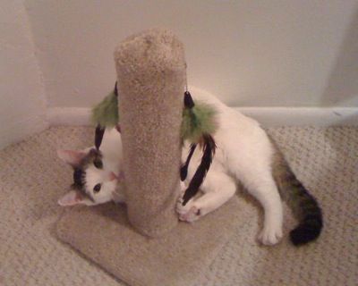 Cat and a Drop Dead Proof