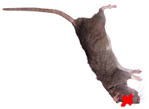 Ode to a Floating Rat