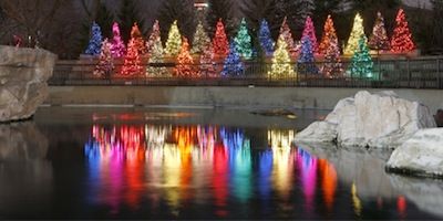 The Lido's Coffee Klatsch Does Lincoln Park Zoo Lights (Video)
