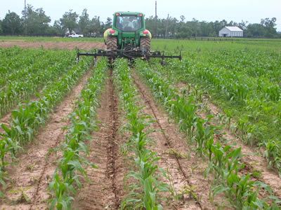 The Fox and the Bound