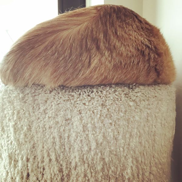 Donald Trump Is So Dumb. (How Dumb Is He?)