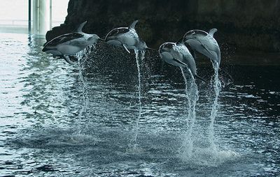 "Do you want to meet your dolphins now?"