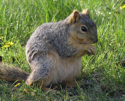 "Lots more rabbits and squirrels..."