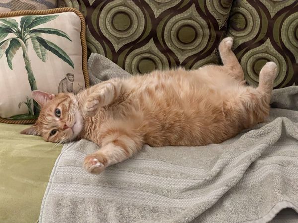 If Not Now, Later Is Okay Too