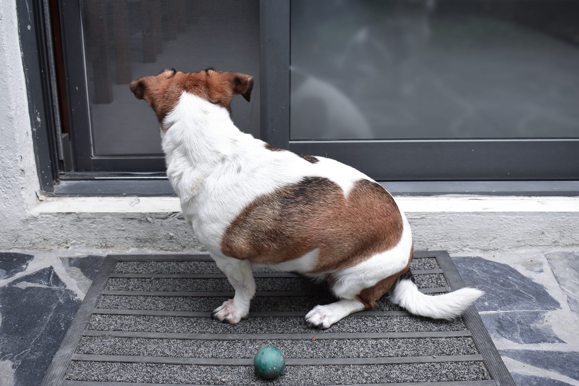 Doggie Door For Screen Door