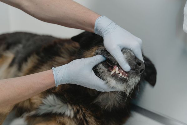 What's the Best Dog Dental Wipes? We Put Top Brands to the Test!