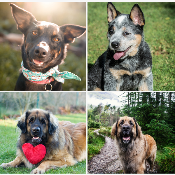 Canine Comfort - Best Outdoor Beds For Dogs: 7 Products Put to the Test!