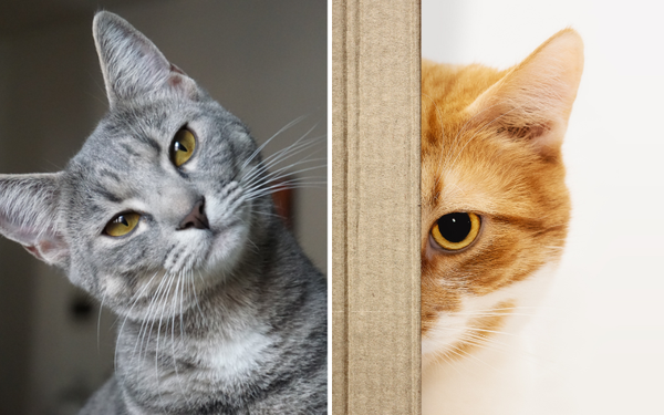 Scratching Up The Competition: Testing Out The Cat Scratch Board To Find The Purrfect Choice!