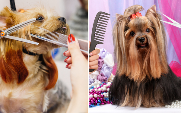 Paws Off! Our Picks for the Best 5 Dog Grooming Scissors Kit Reviews