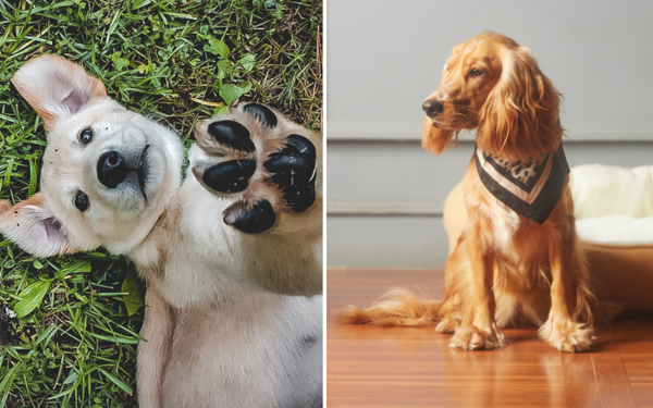 Dog Hip Sling: The Canine Comfort Cure for Sore Joints and Muscles