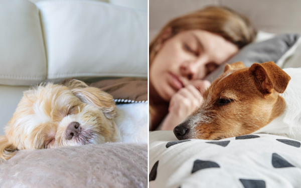 Fur-tastic Finds: The Dog Bed Sofa That'll Leave Your Dog Waggin' Their Tail!