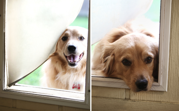 What's Woofin' Through the Door? A Review of The Doggie Door For Screen Door
