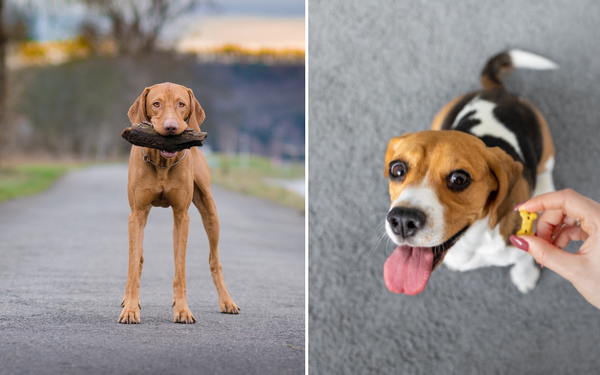 Stay One Step Ahead: How a GPS Tracker for Hunting Dogs Can Boost Your Hunting Experience