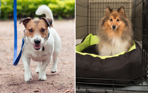 Barking Up the Right Tree: Reviewing The Dog Kennel Water Bottle for Pups' Perfect Hydration!