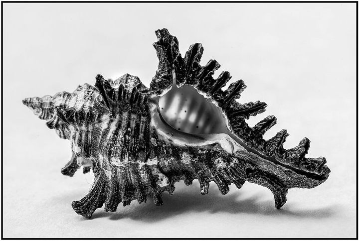 A large spiny nautilus shell in black and white