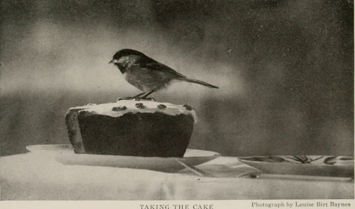 A black and white photograph of a small bird on top of a slice of cake. Titled: Taking the cake. Photograph by Louise Birt Baynes.