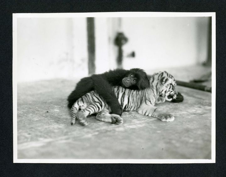 A black and white photo of a small black monkey hugging a tiger cub.